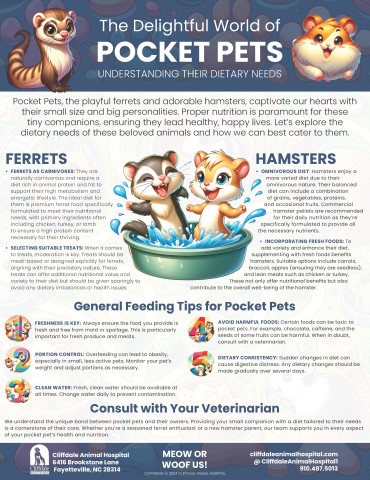 The Delightful World of Pocket Pets: Understanding Their Dietary Needs