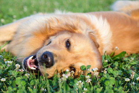 The Importance of Dental Hygiene in Pets: A Comprehensive Guide