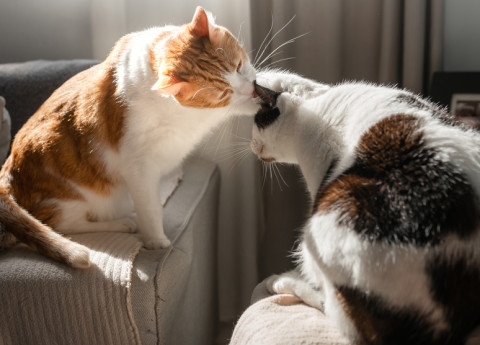 Understanding Feline Communication: A Guide to Decoding Cat Behavior and Body Language